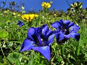 26 Gentiana acaulis (Genziana di Koch)